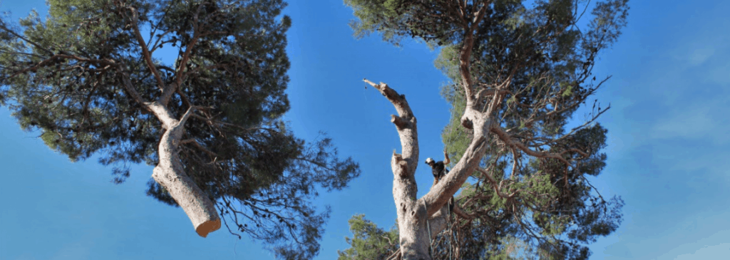 Élagage et Abattage d'arbre Montpellier